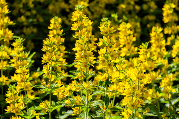 Yellow flowers of a spotted loosestrife (Lysimachia punctata)