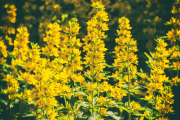 Yellow flowers of a dotted loosestrife in a pastel haze (Lysimachia punctata)