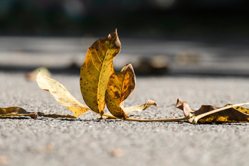 Yellowed fallen leaf of a walnut lies on the ground