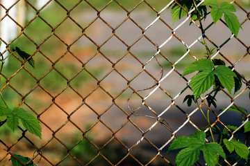 Common hop entwined in old rusty fence made of steel wire mesh