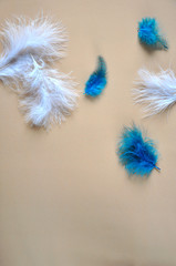 White and Blue Beautiful Feathers on Background with Space for Text