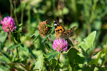 Cosmopolitan butterfly collects nectar (Vanessa cardui)
