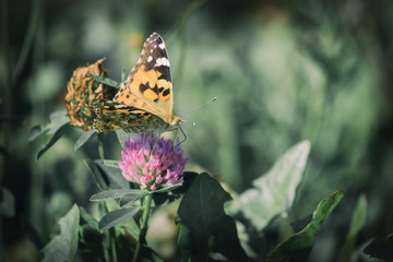 Cosmopolitan butterfly collects nectar (Vanessa cardui)