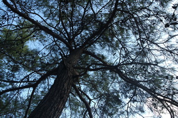 tree nature forest 