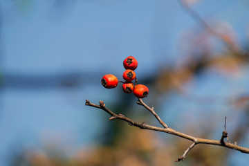 Hawthorn berries on a branch (Crataegus)