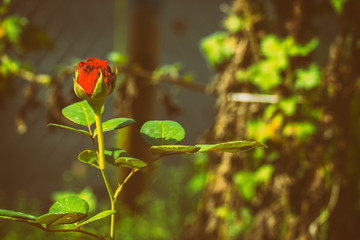 Red rose in vintage faded tones