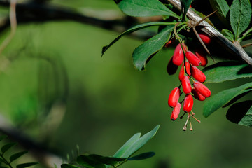 Ripe berries of barberry on a green background (Berberis vulgaris)
