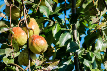 Ripe juicy pears are hanging on the tree among the green foliage