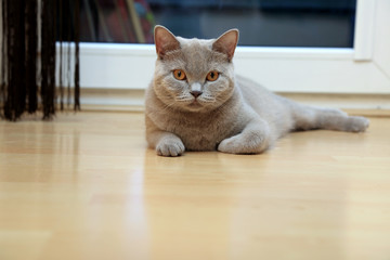 Rasowy szary kot brytyjski w mieszkaniu na podłodze.