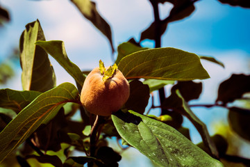 Ripening fruit of quince (Cydonia oblonga)