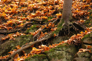 Roots on a slope