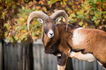 Leader of the herd of mouflons on guard order (Ovis orientalis musimon)