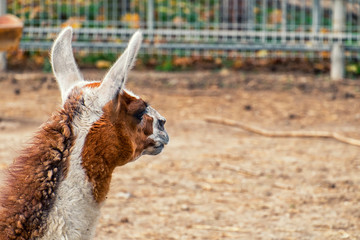 Llama looks into the distance. Llama head rear view (Lama glama) © Lastovetskiy