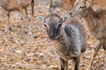 Portrait of a baby mouflon sheep (Ovis orientalis musimon)