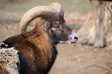 Portrait of a male European mouflon (Ovis orientalis musimon)