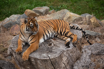 bengal tiger lying down