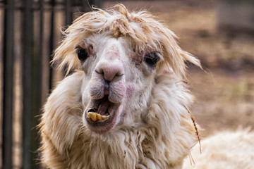 Awfully ugly alpaca with bulging eyes and crooked yellow teeth (Vicugna pacos)