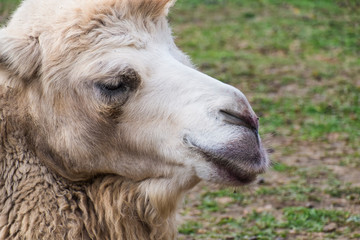 Fototapeta premium Head of white Bactrian camel close up (Camelus bactrianus)