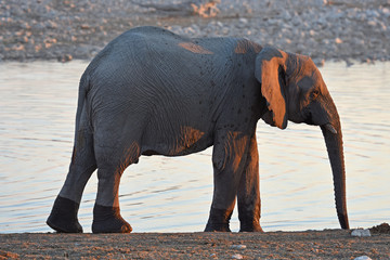 Baby-Elefant am Wasserloch Okaukuejo im Etosha Nationalpark in Namibia