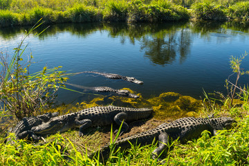 USA, Florida, Many crocodiles enjoying the sun in everglades national park