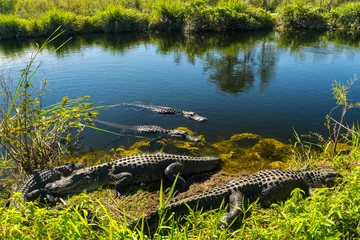 Foto auf Acrylglas USA, Florida, Many crocodiles enjoying the sun in everglades national park © Simon