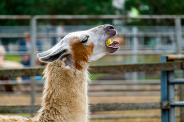 Lama swallows the whole apple (Lama glama) © Lastovetskiy
