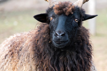 Naklejka premium Hortobagy Racka Sheep with the face of the devil (Ovis aries strepsiceros hungaricus)
