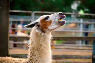 Lama swallows the whole apple (Lama glama) © Lastovetskiy