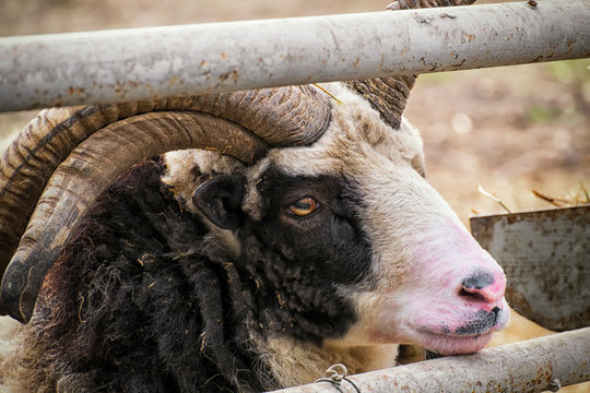 Four-horned Jacob ram is a British breed of domestic sheep. Sheep of St. Jacob