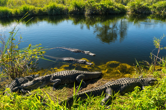 USA, Florida, Many crocodiles enjoying the sun in everglades national park