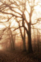 Obraz premium Spätherbst alte Eichen in zauberhaftem Nebel - Late autumn old oaks in magical fog