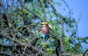 Lilacbreasted Roller (Coracias caudata), Moremi Wildlife Reserve, Ngamiland, Botswana, Africa