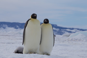 Snow Hill Emperor Penguin Colony, October 2018.