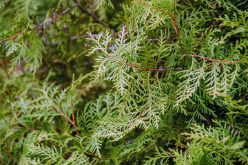 Thuya texture background