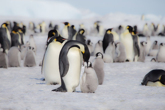 An Emperor Penguin feeds it chick in Antarctica.