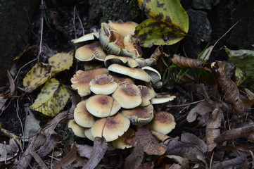 Closeup Armillaria mellea known as honey fungus with blurred background in forrest