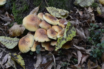 Fototapeta premium Closeup Armillaria mellea known as honey fungus with blurred background in forrest
