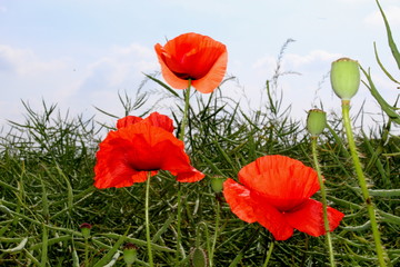 Obraz premium sdöfjsldfjdilfjdkljd