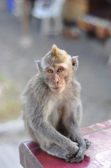 Monkey staring into camera