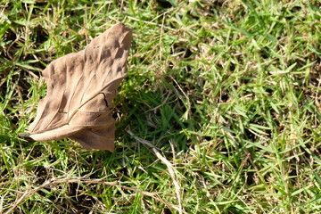 Dried leaves on the green lawn