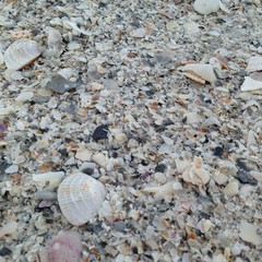 Seashell background