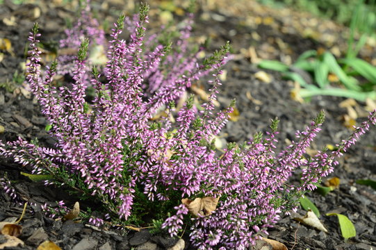 Closeup common heater or calluna vulgaris Lena with blurred background at fall garden
