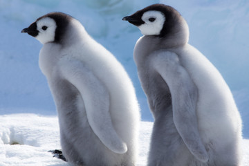 Emperor Penguin Chicks at Snow Hill Emperor Penguin Colony, October 2018.
