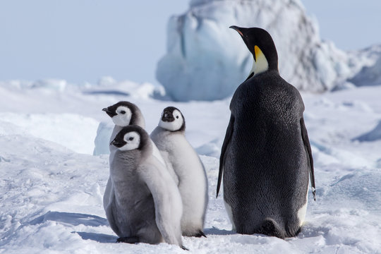 Emperor Penguin Chicks at Snow Hill Emperor Penguin Colony, October 2018.