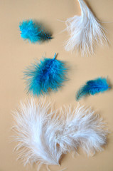 Obraz premium Smooth Texture White and Blue Feather on Background