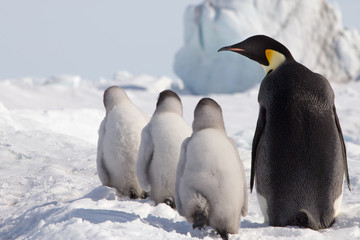 Obraz premium Emperor Penguin Chicks at Snow Hill Emperor Penguin Colony, October 2018.