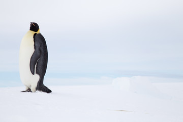 Emperor Penguin, Snow Hill, Weddell Sea, Antarctica