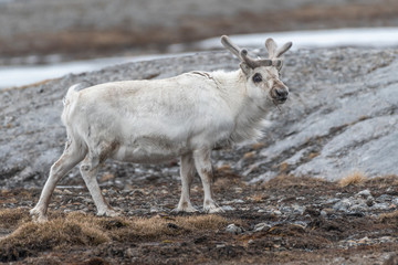 Portret of Svalbard reindeer