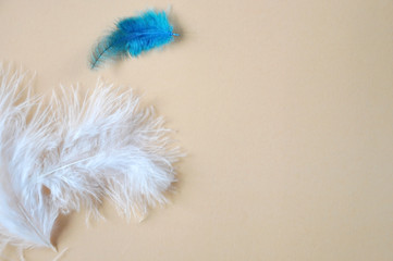 Smooth White and Blue Feathers on Background with Copyspace