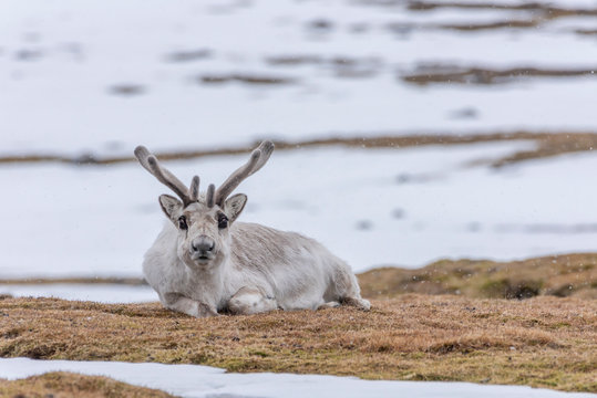 Resting Svalbard Reindeer